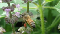 農的養蜂のススメ